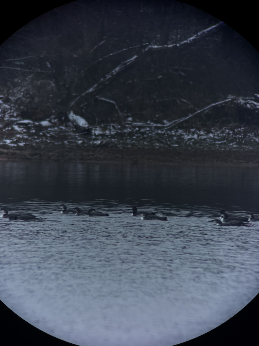 Common Loon - ML646398441