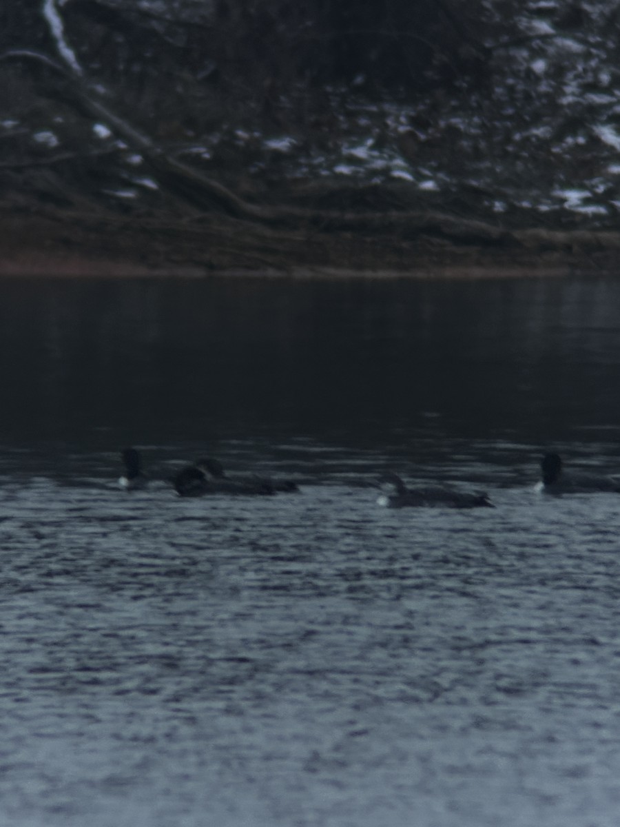 Common Loon - ML646398442