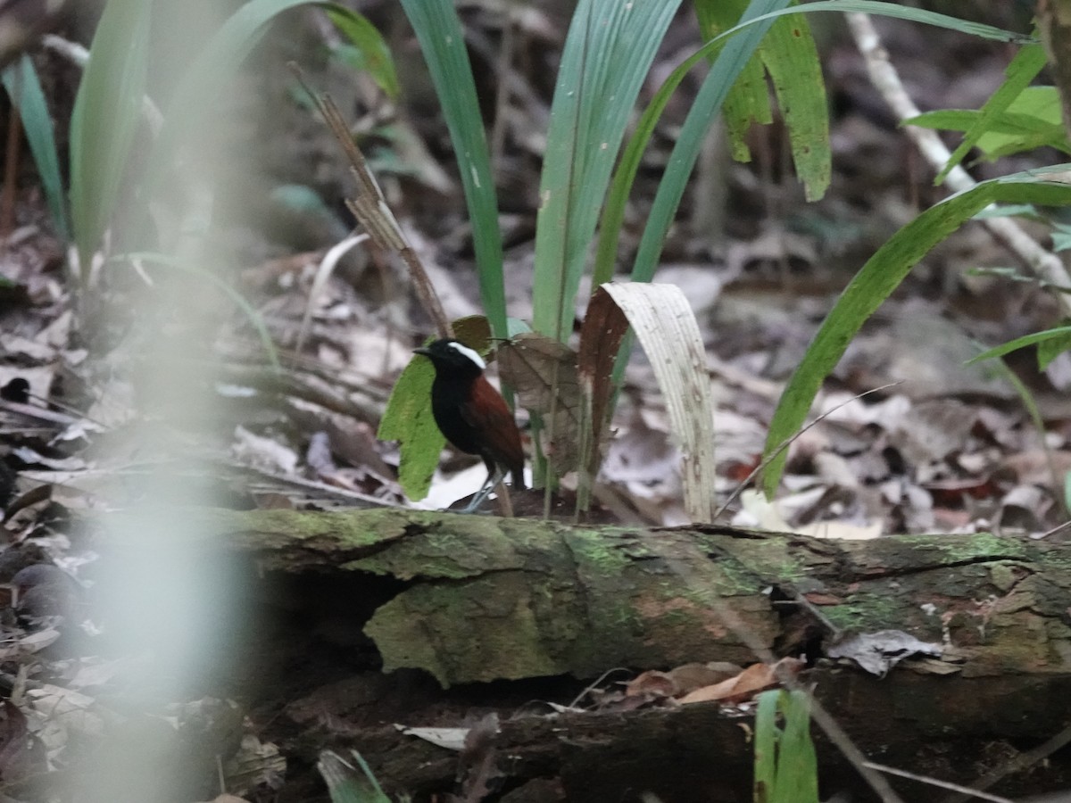 Black-bellied Gnateater - ML646398448
