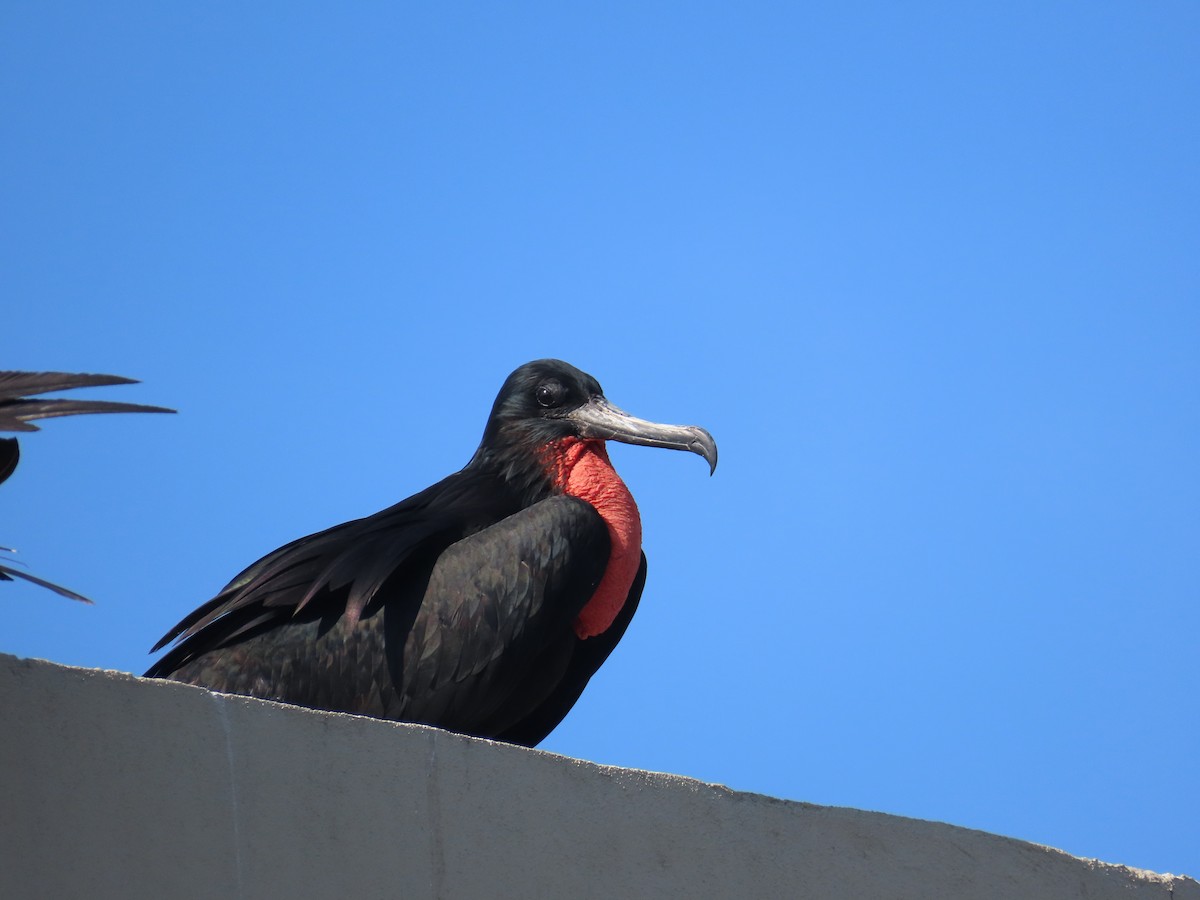 Magnificent Frigatebird - ML646398462