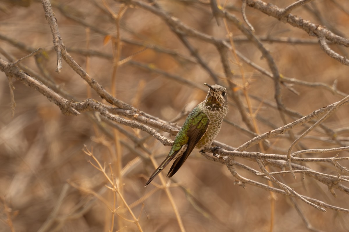Bronze-tailed Comet - ML646398463