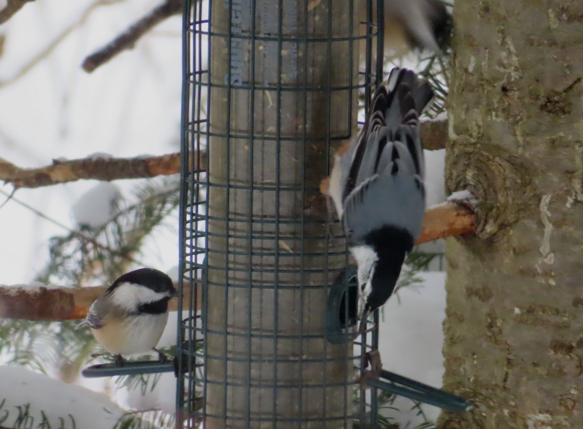 White-breasted Nuthatch - ML646398466