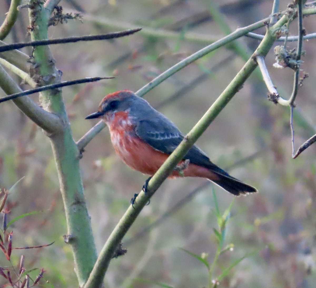 Vermilion Flycatcher - ML646398467