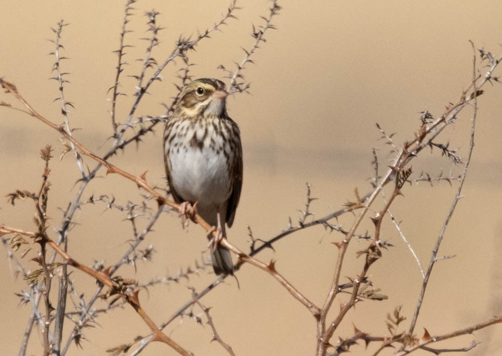 Savannah Sparrow - ML646398468
