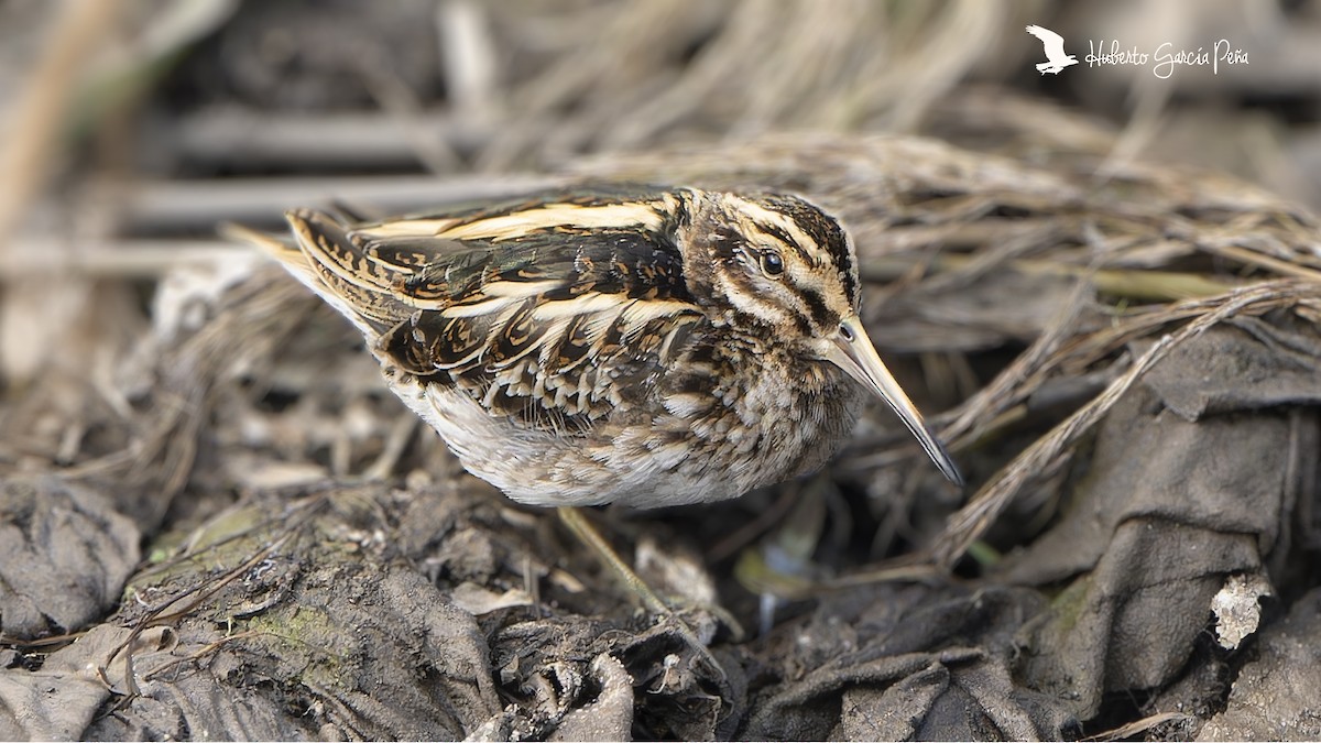 Jack Snipe - ML646398472