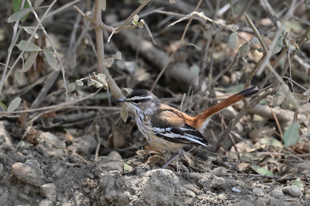 Alaca Kanatlı Çalı Bülbülü [leucophrys grubu] - ML646398473