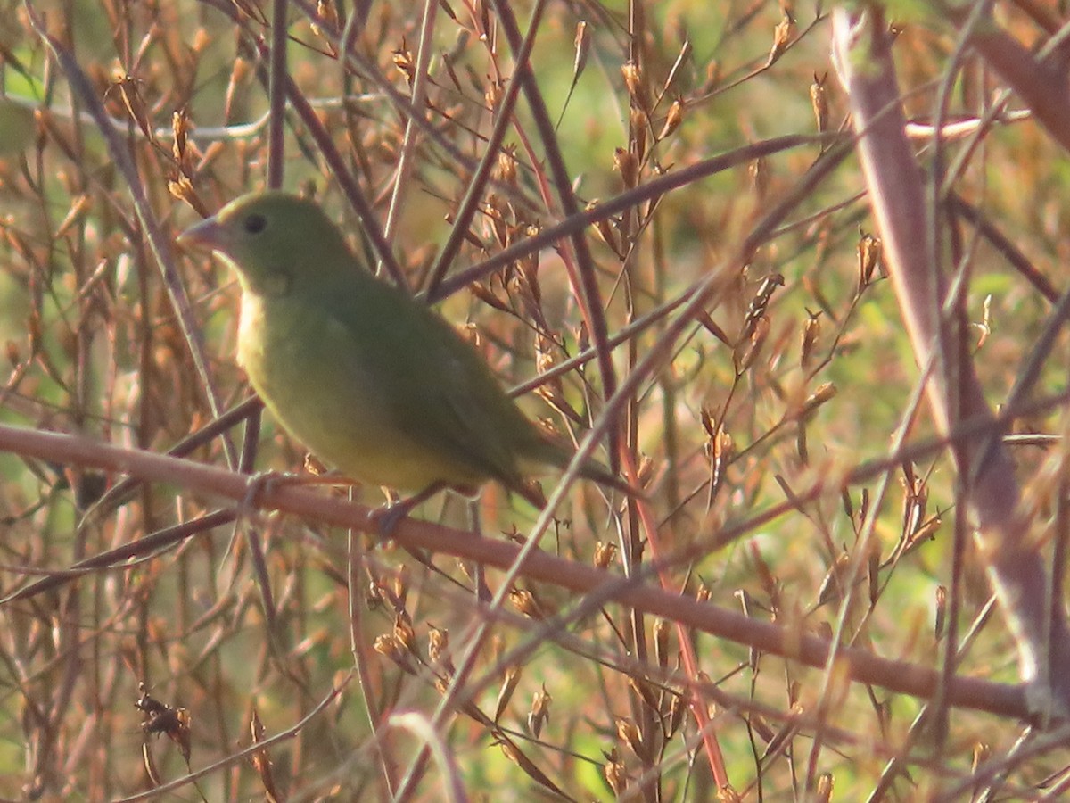 Boyalı Çinte - ML646398477