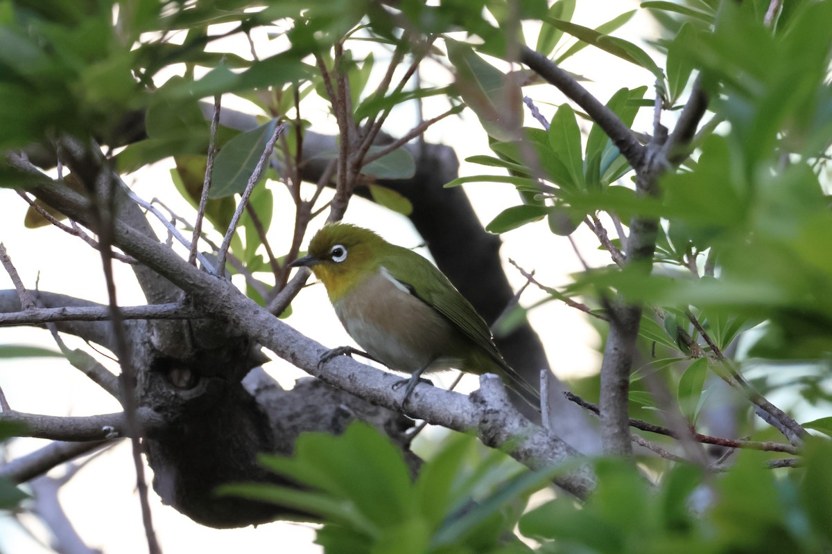 Japon Gözlükçüsü - ML646398478