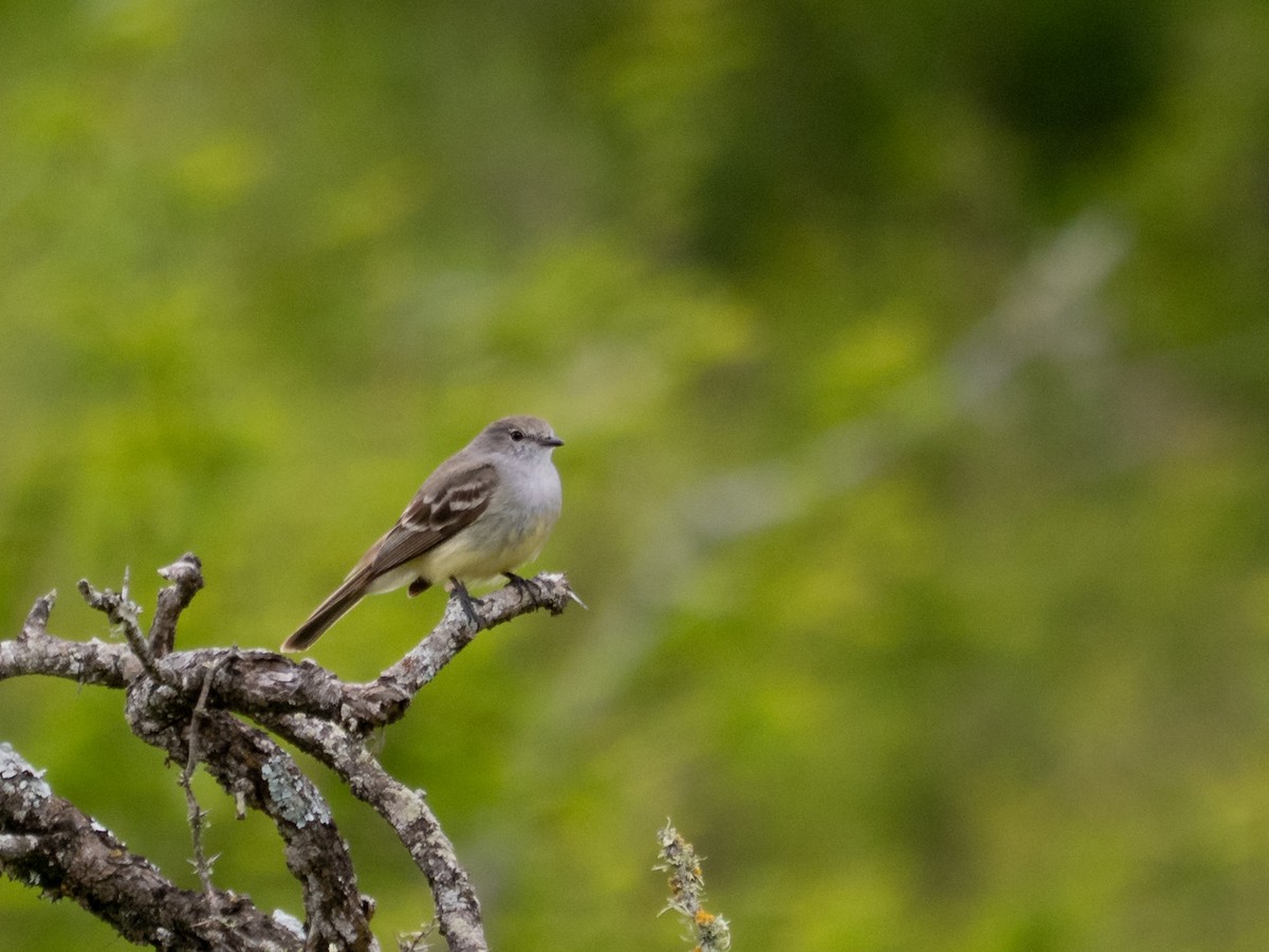 Pantanal Çalı Sinekkapanı - ML646398482