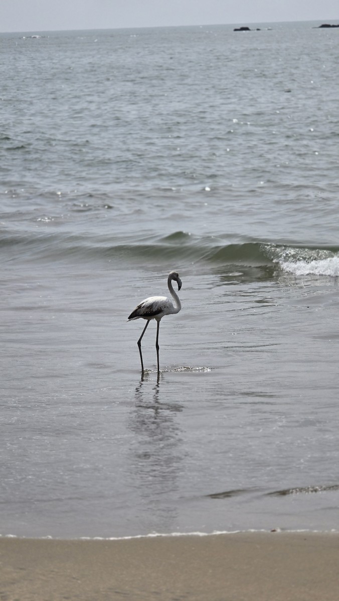 Greater Flamingo - ML646398483
