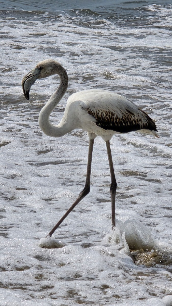 Greater Flamingo - ML646398484