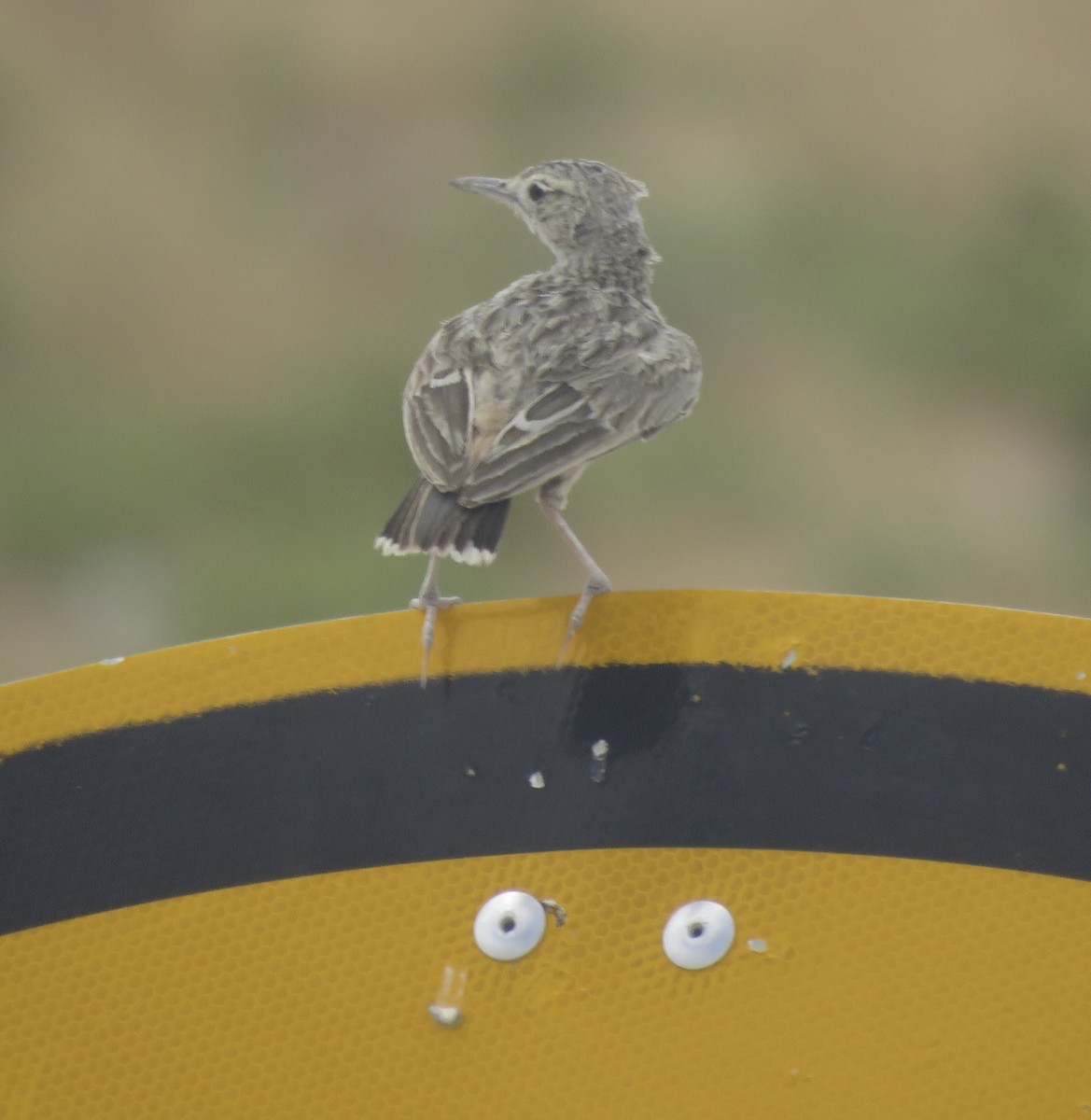 Dikenli Toygar - ML646398485