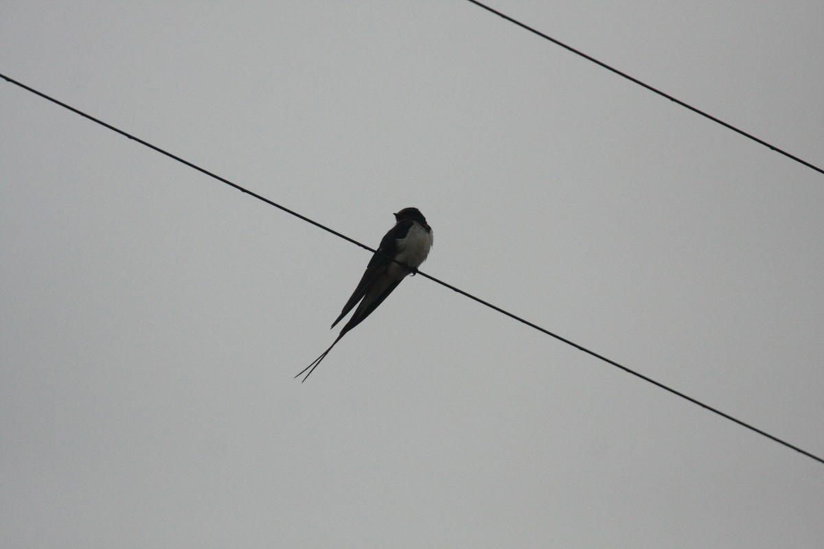 Kır Kırlangıcı - ML646398487