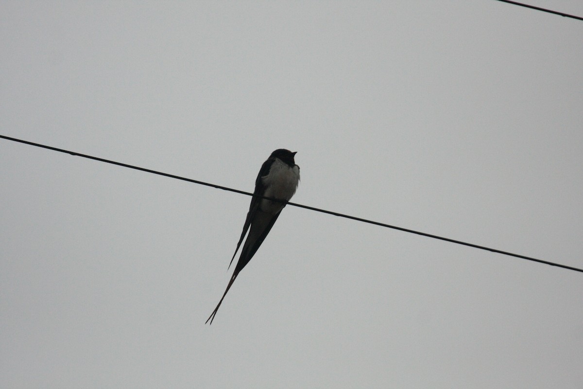 Kır Kırlangıcı - ML646398488