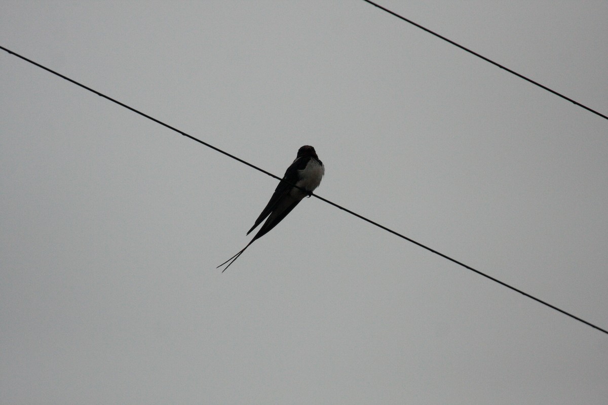 Kır Kırlangıcı - ML646398489