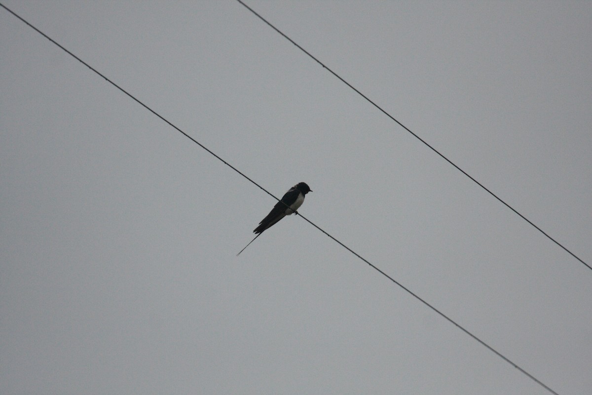 Kır Kırlangıcı - ML646398490