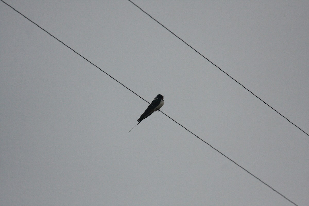 Kır Kırlangıcı - ML646398491