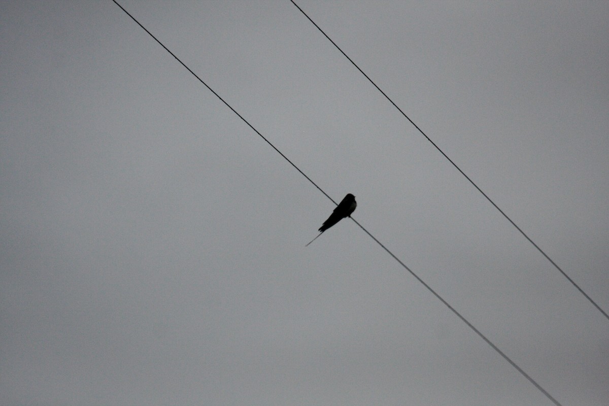 Kır Kırlangıcı - ML646398492