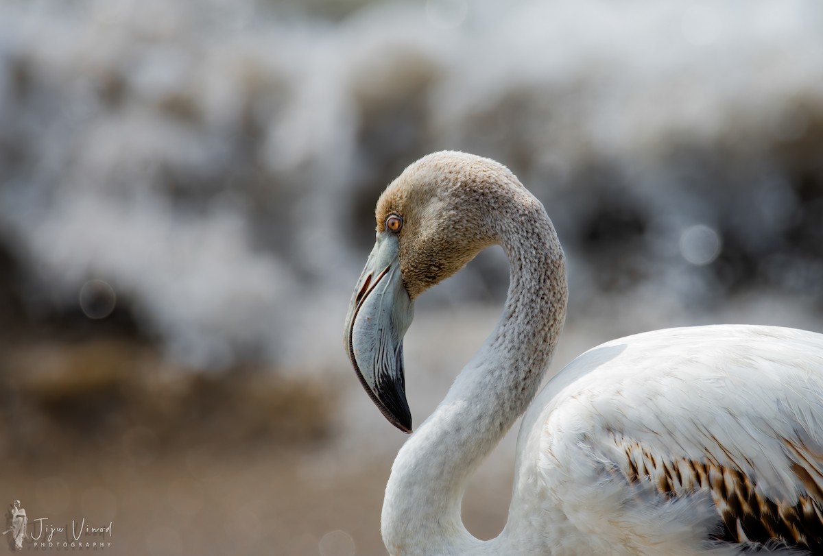 Greater Flamingo - ML646398493