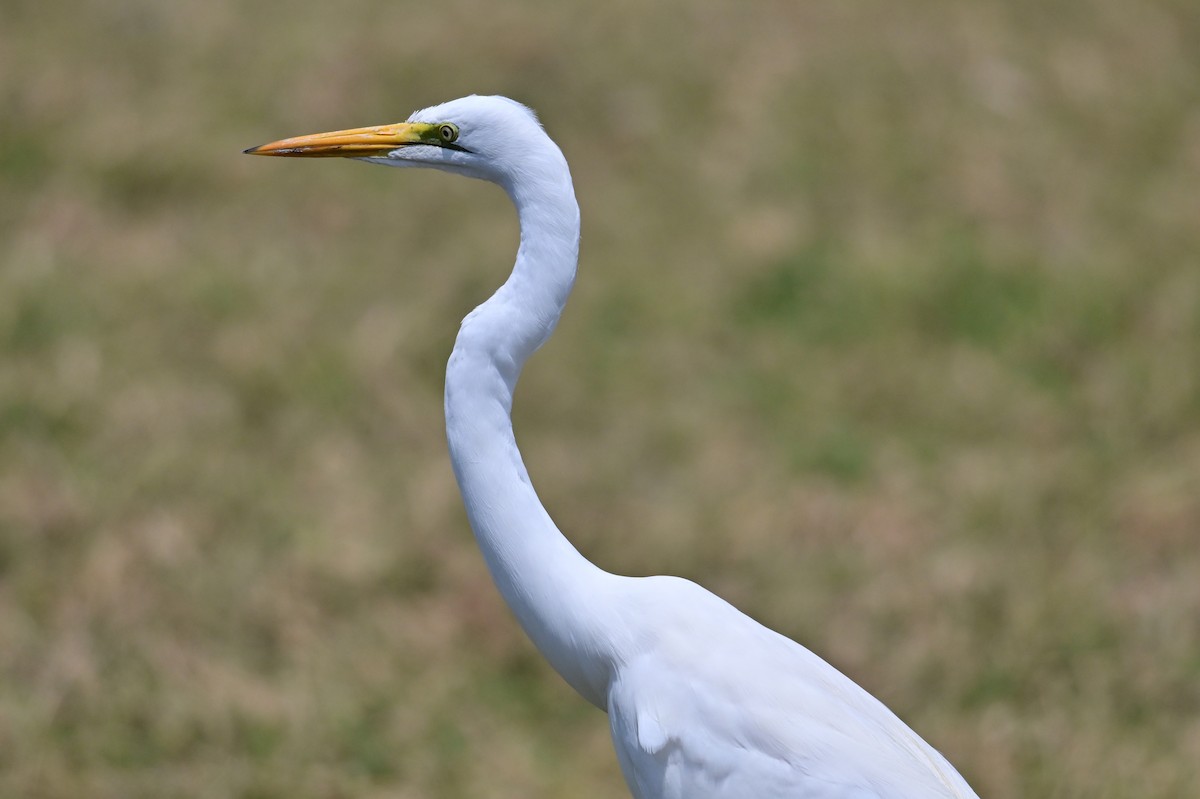 Büyük Ak Balıkçıl (melanorhynchos) - ML646398494