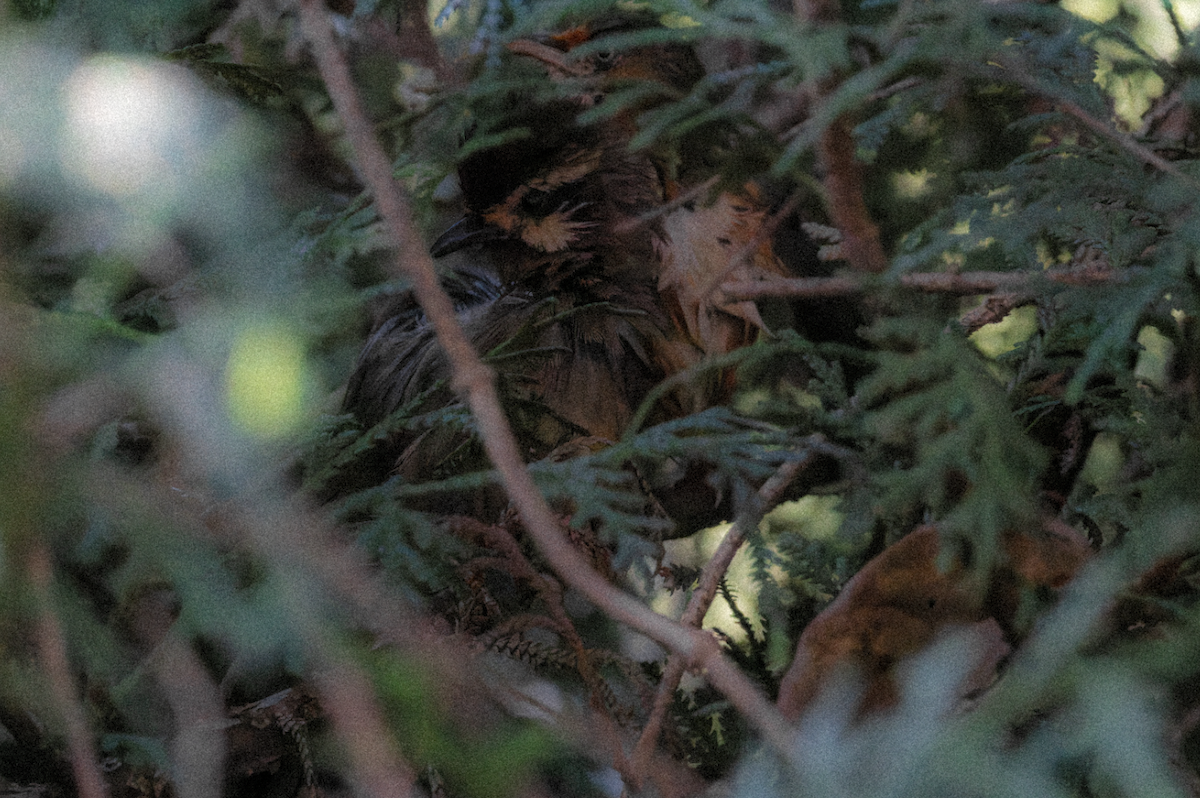 Siyah Çizgili Kıvrıkgaga - ML646398495