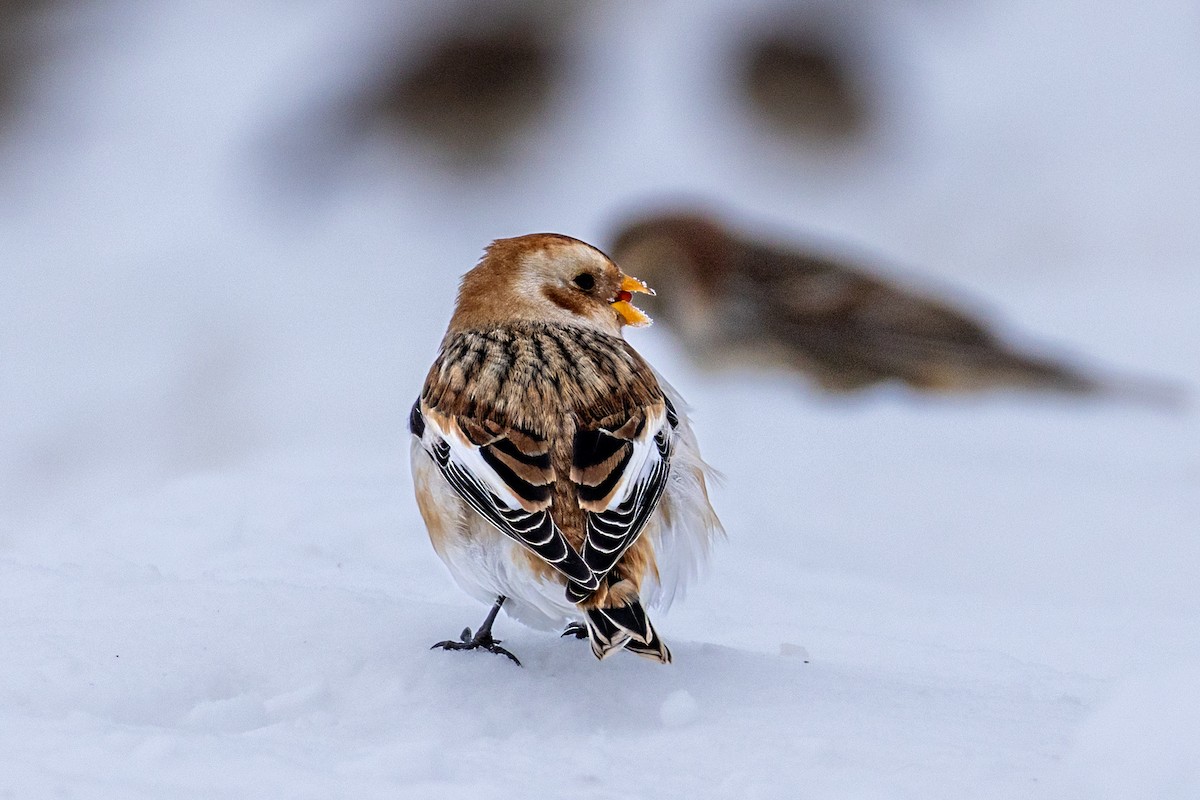 Alaca Çinte - ML646398498