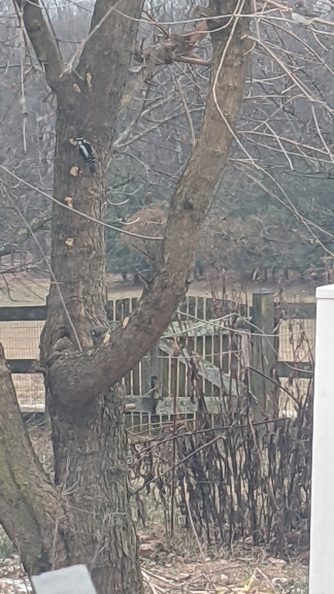 Yumuşak Tüylü Ağaçkakan - ML646398499