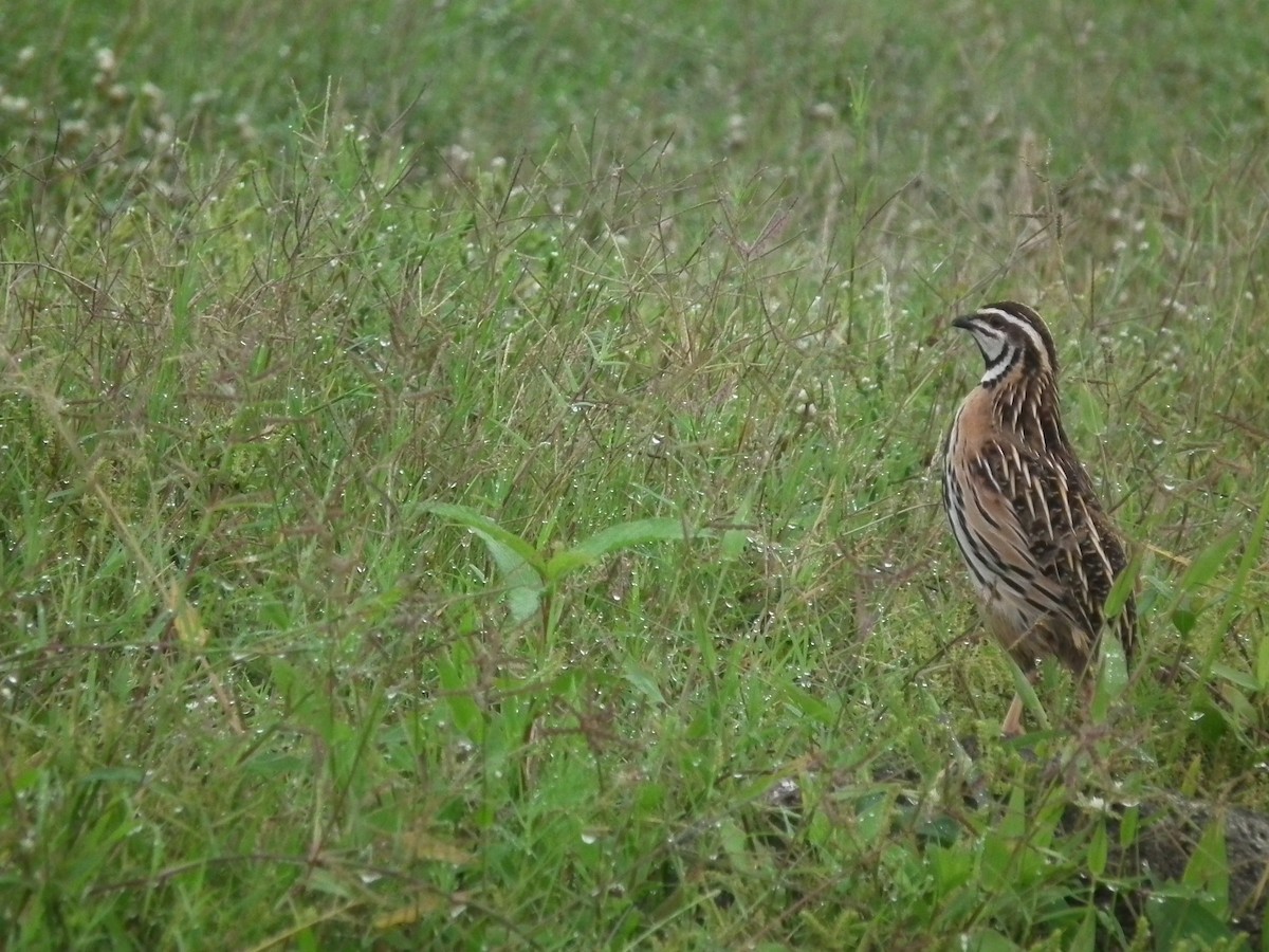 Yağmur Bıldırcını - ML646398500