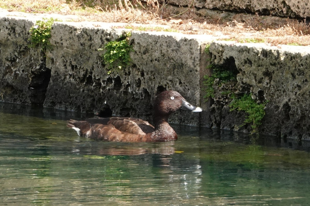 Avustralya Patkası - ML646398501