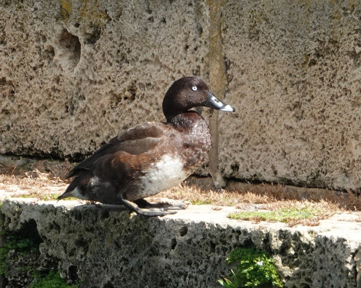 Avustralya Patkası - ML646398502