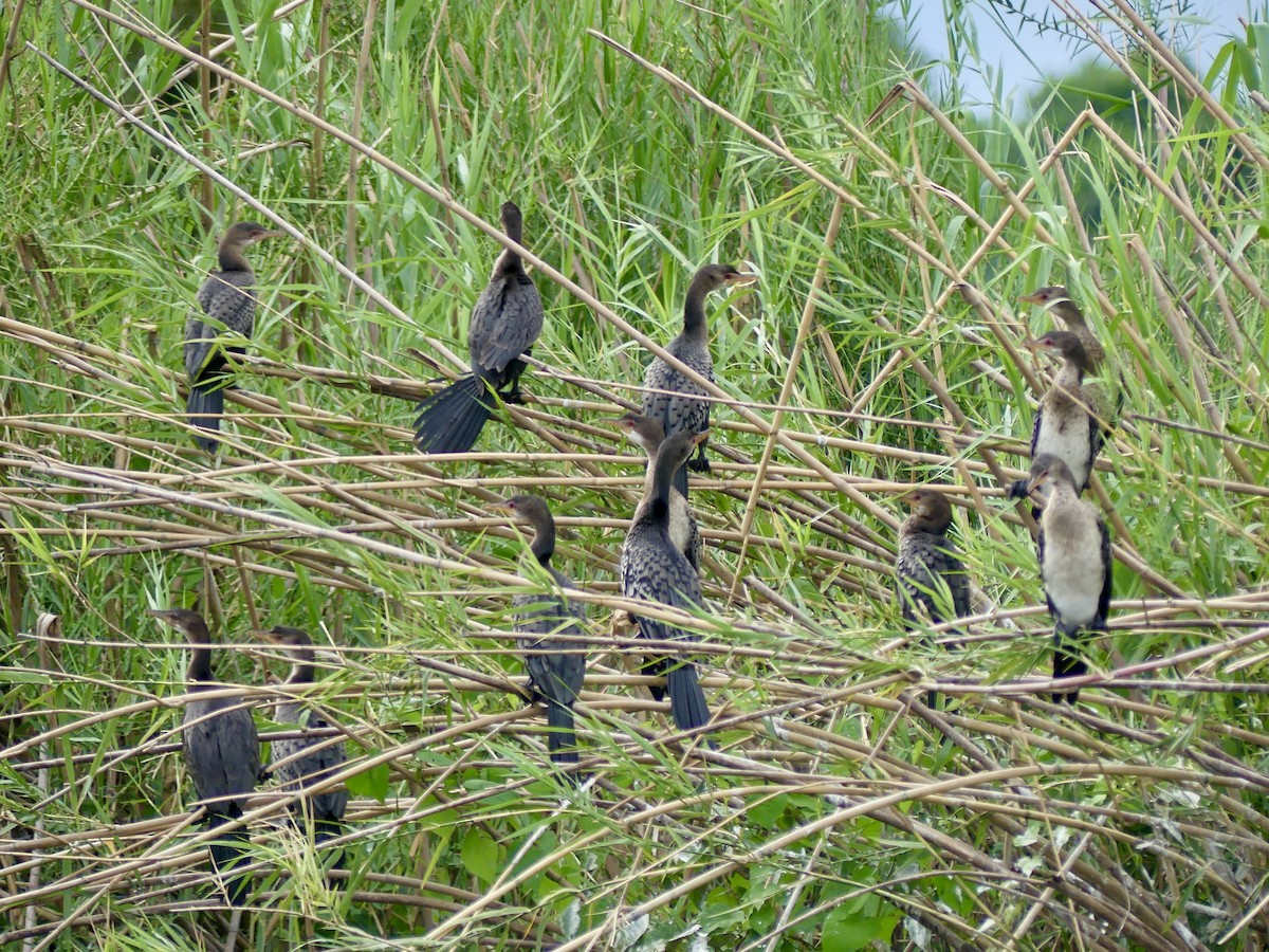 Uzun Kuyruklu Karabatak - ML646398503