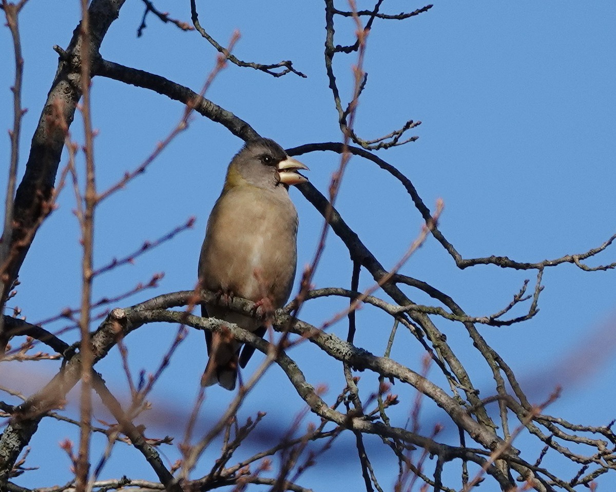 Evening Grosbeak - ML646398504