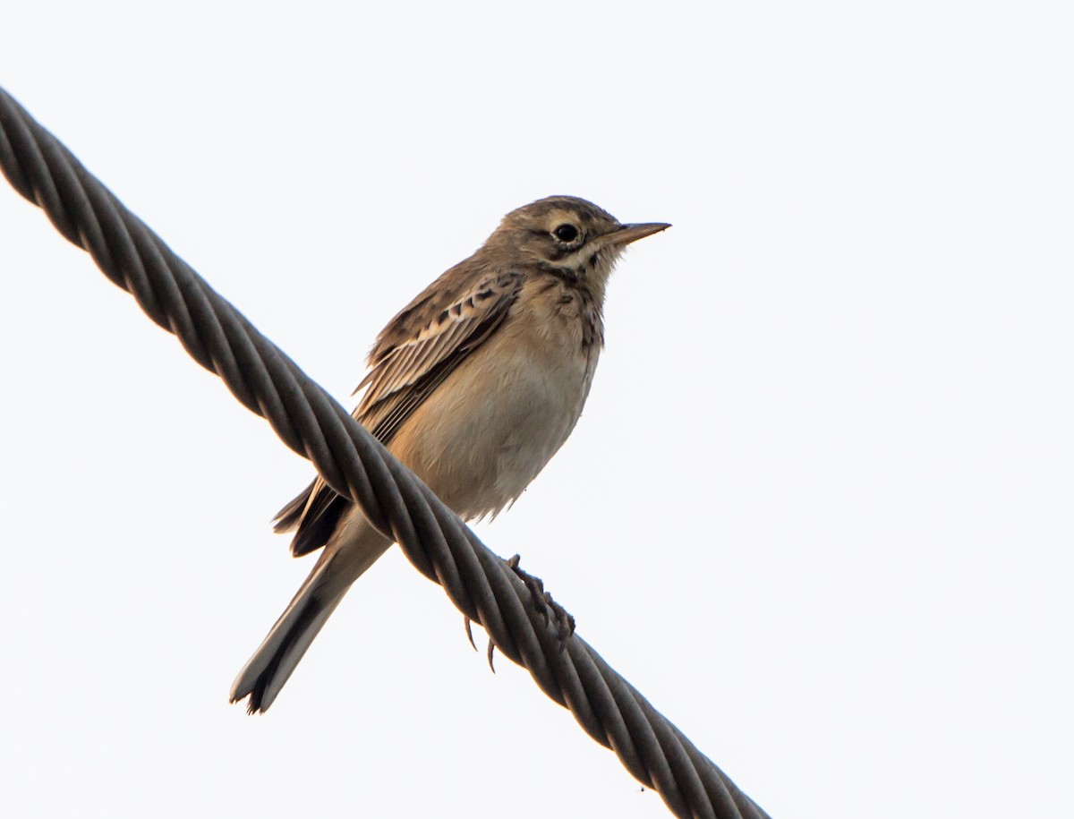 Çeltik İncirkuşu - ML646398505