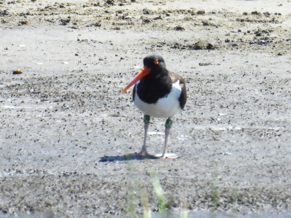 Amerika Poyrazkuşu - ML646398506