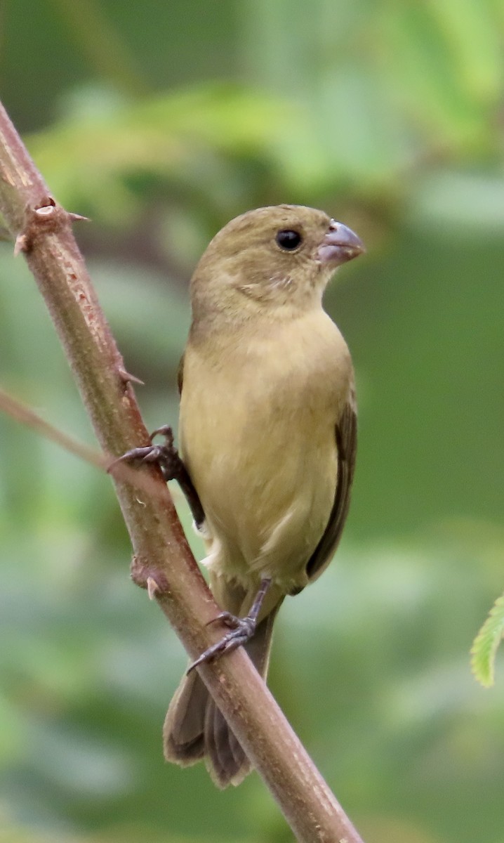 Kızıl Sokumlu Tohumcul - ML646398511