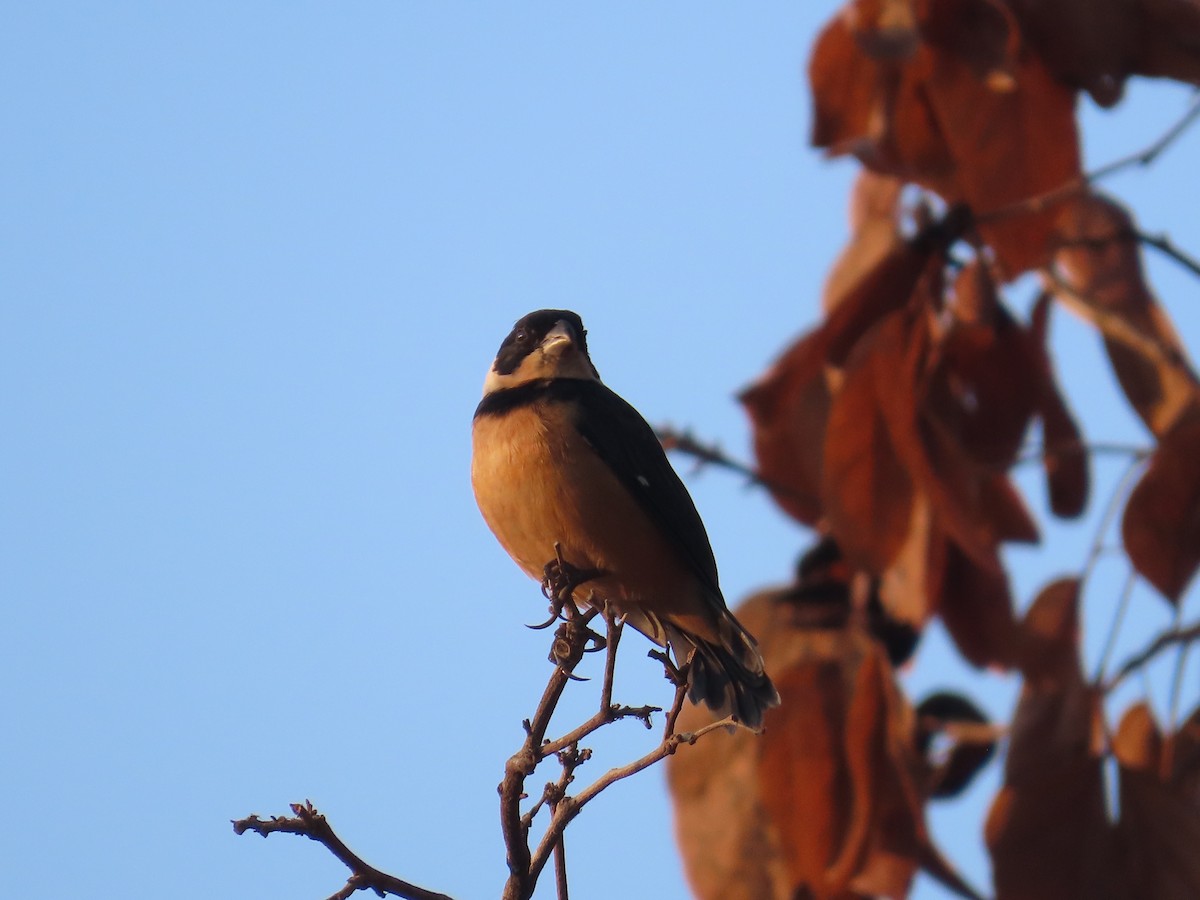 Kızıl Sokumlu Tohumcul - ML646398512