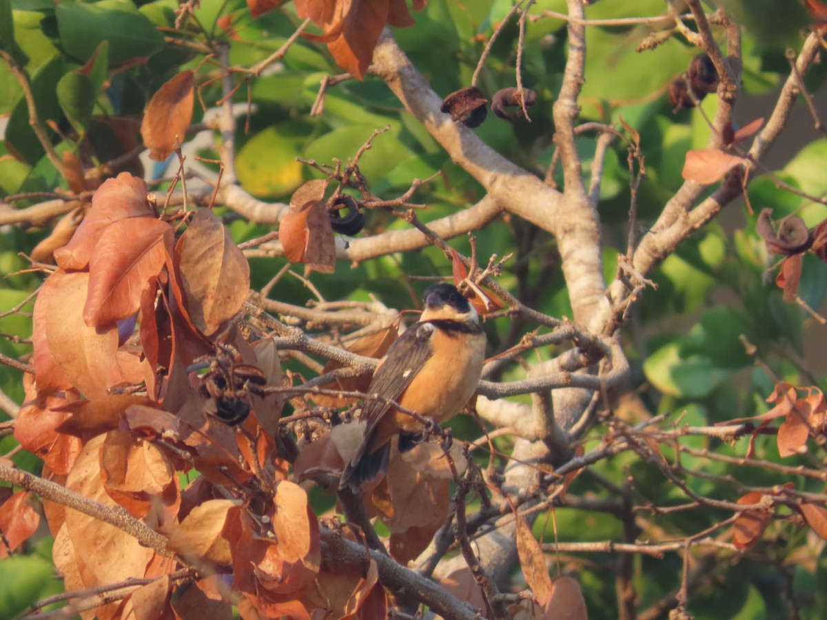 Cinnamon-rumped Seedeater - ML646398513