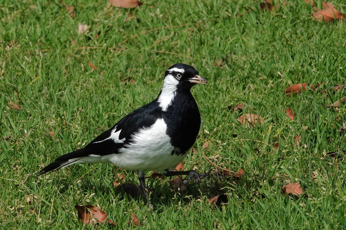 Çayır Gralinası - ML646398514