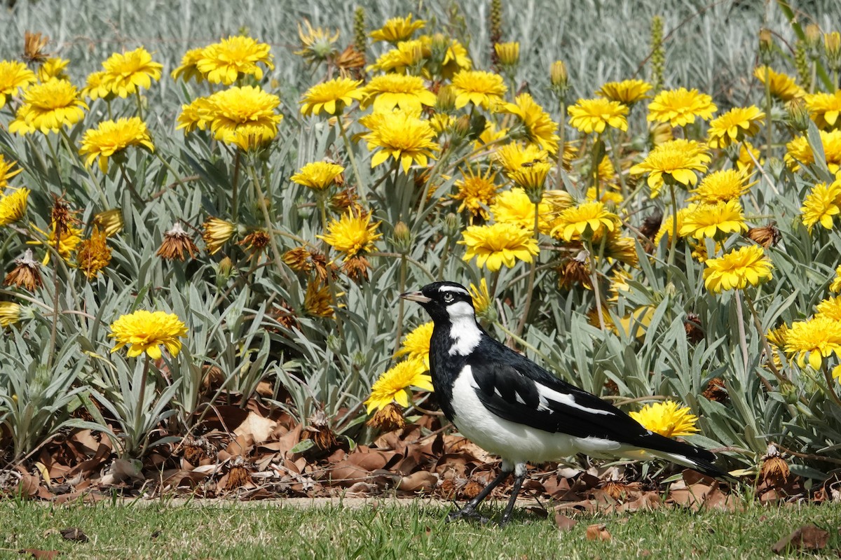 Çayır Gralinası - ML646398515