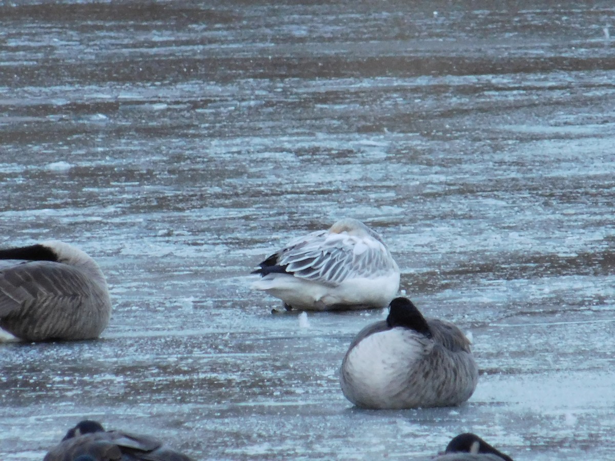 Snow Goose - ML646398517