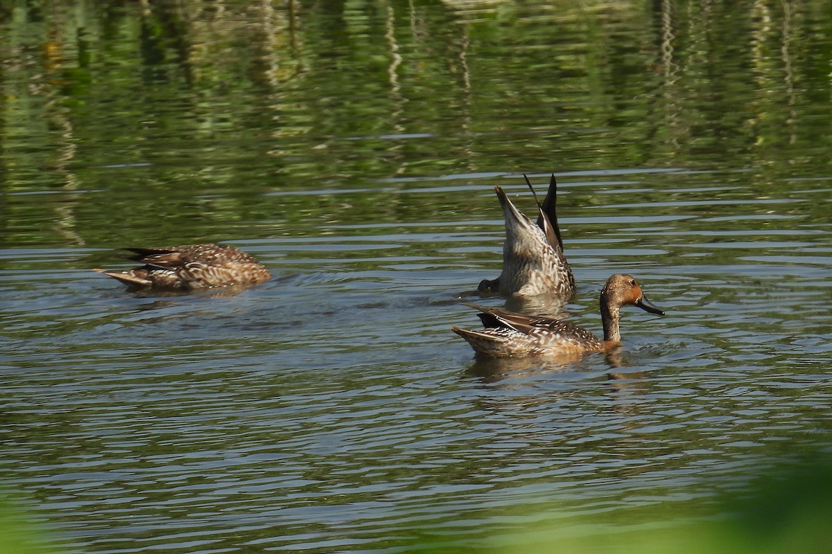 Northern Pintail - ML646398518