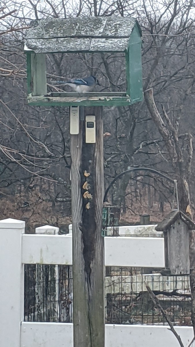 Blue Jay - ML646398519