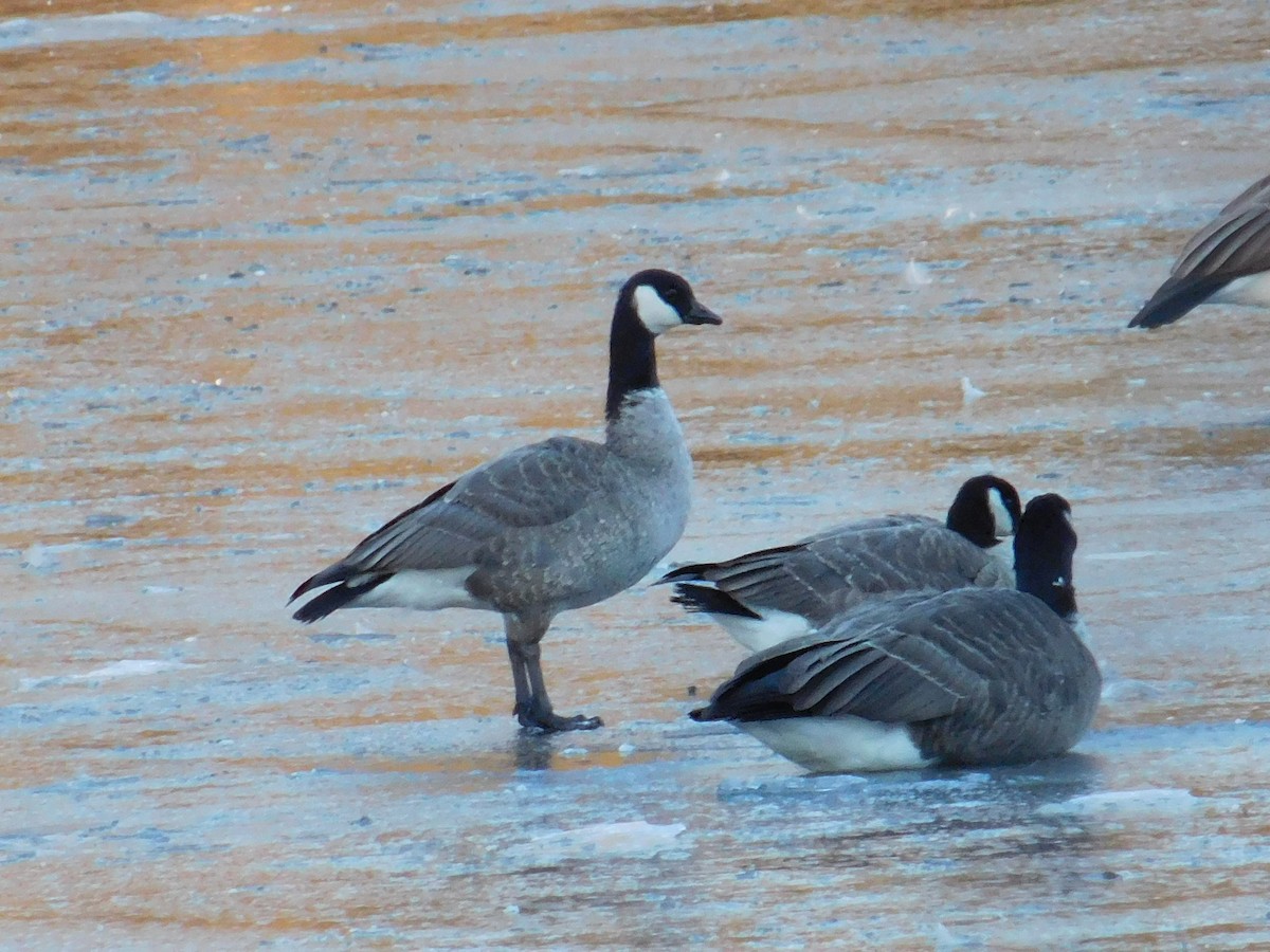 polargås - ML646398524