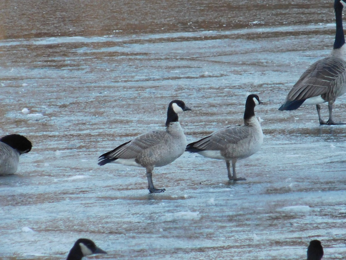 polargås - ML646398525