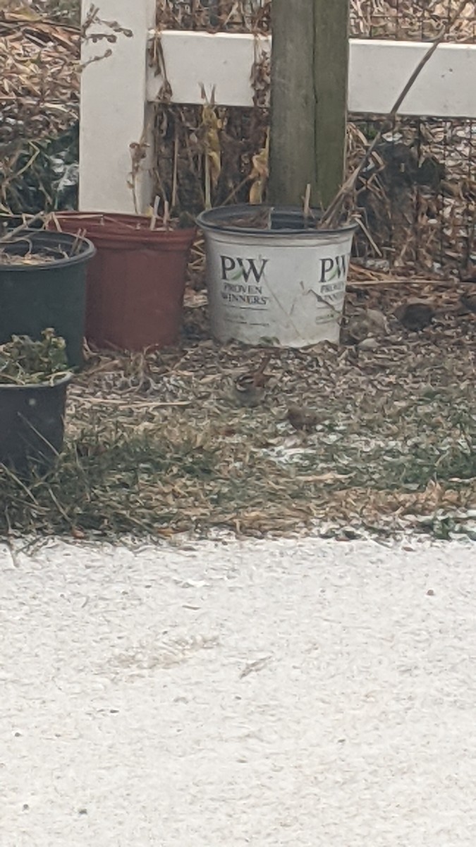 White-throated Sparrow - ML646398531