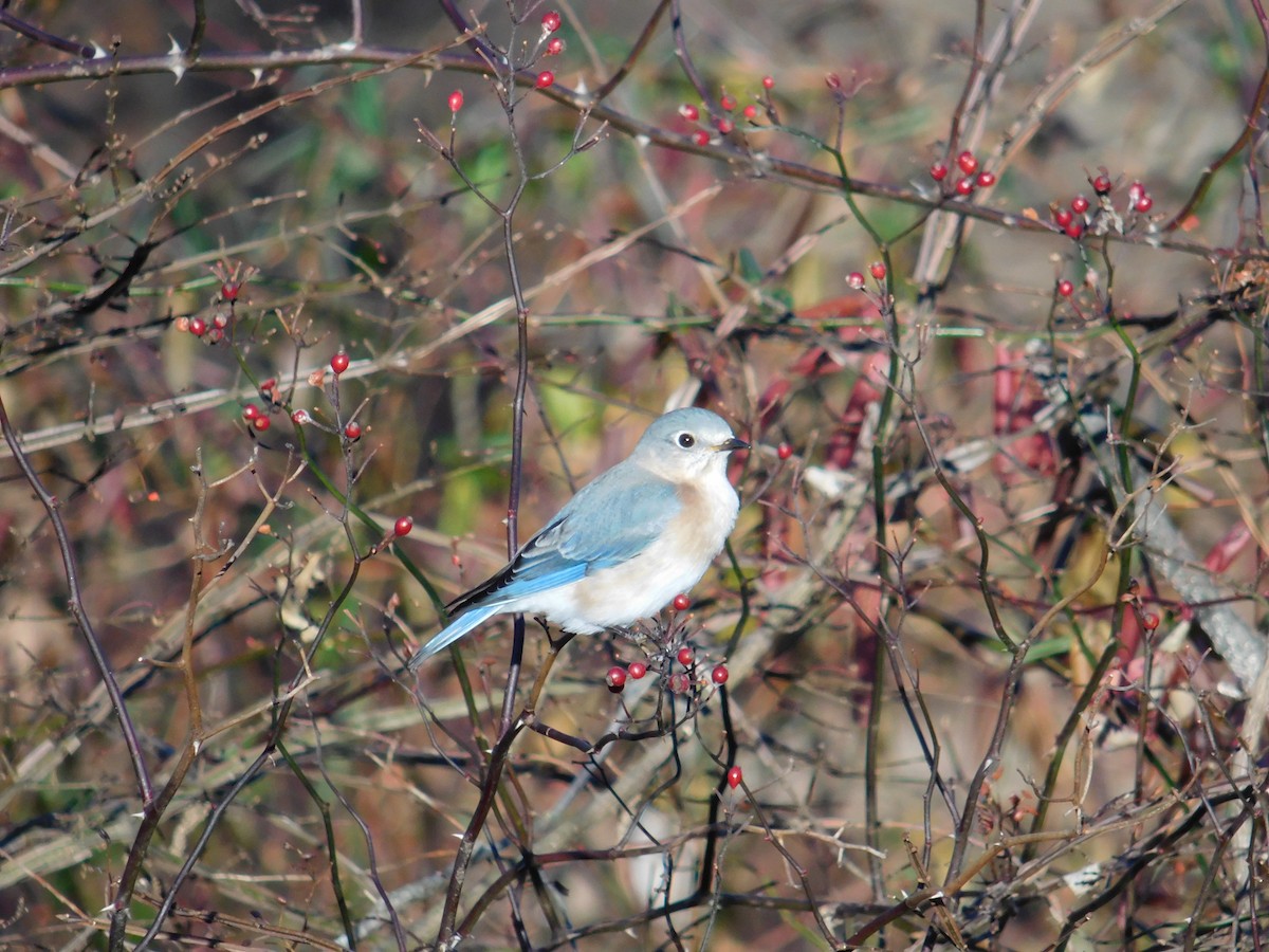 Eastern Bluebird - ML646398532