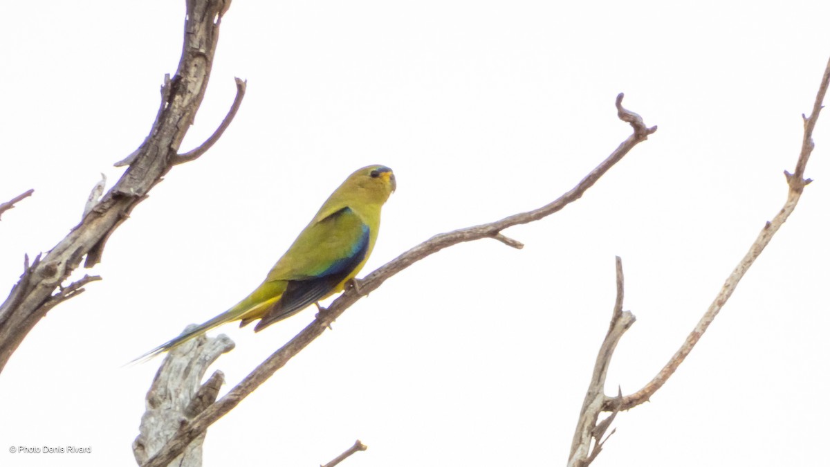 Elegant Parrot - ML646398533