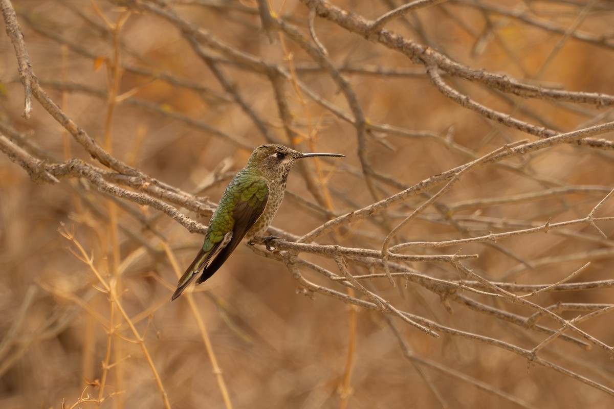 Bronze-tailed Comet - ML646398534