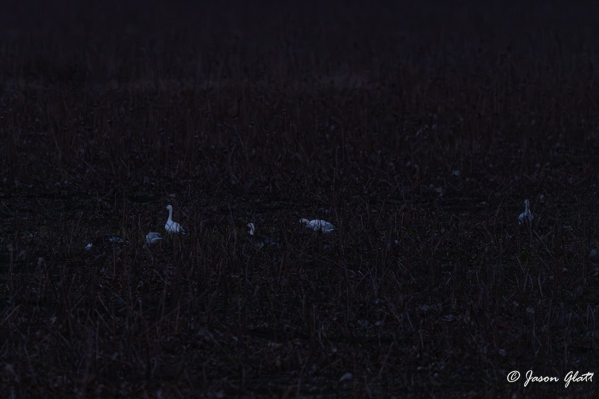 Snow Goose - ML646398536