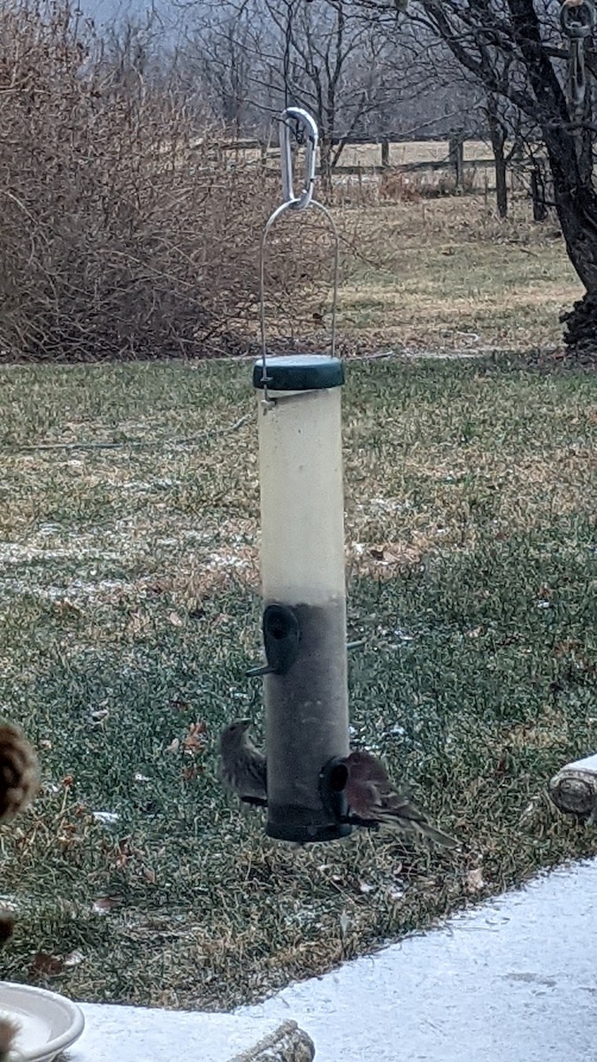 House Finch - ML646398537